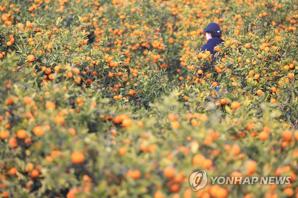 제주 감귤찌꺼기 재활용되나…중기 옴부즈만 "환경부와 협의"