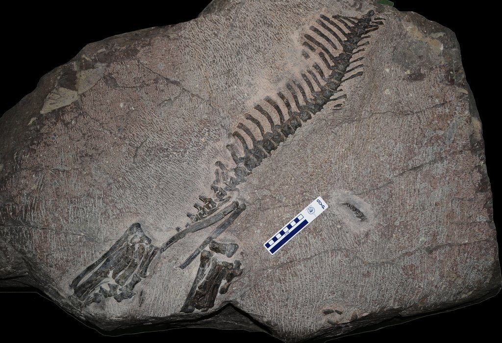 국내서 처음 발견된 '화성 뿔공룡' 화석, 천연기념물 지정