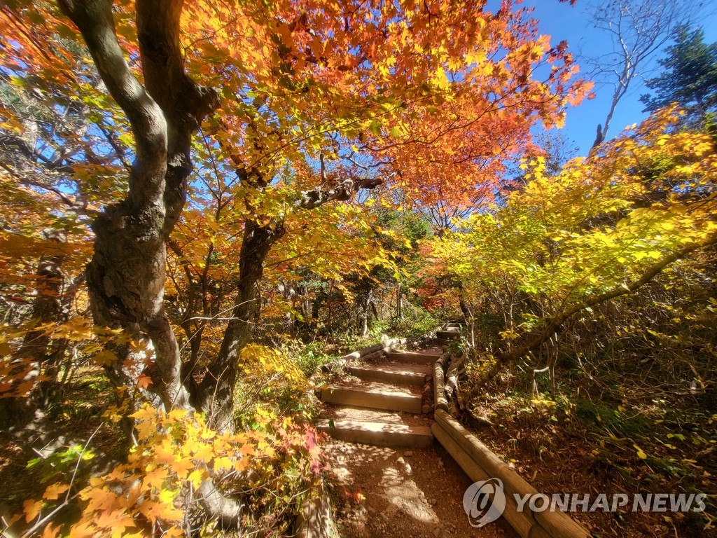 '가을꽃·커피향 가득' 강원 궂은 날씨 속 유명산·축제장 북적