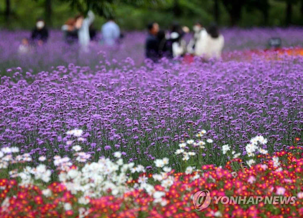 향기에 취하고, 황태맛에 놀라고, 문학에 흠뻑…인제 축제 가득