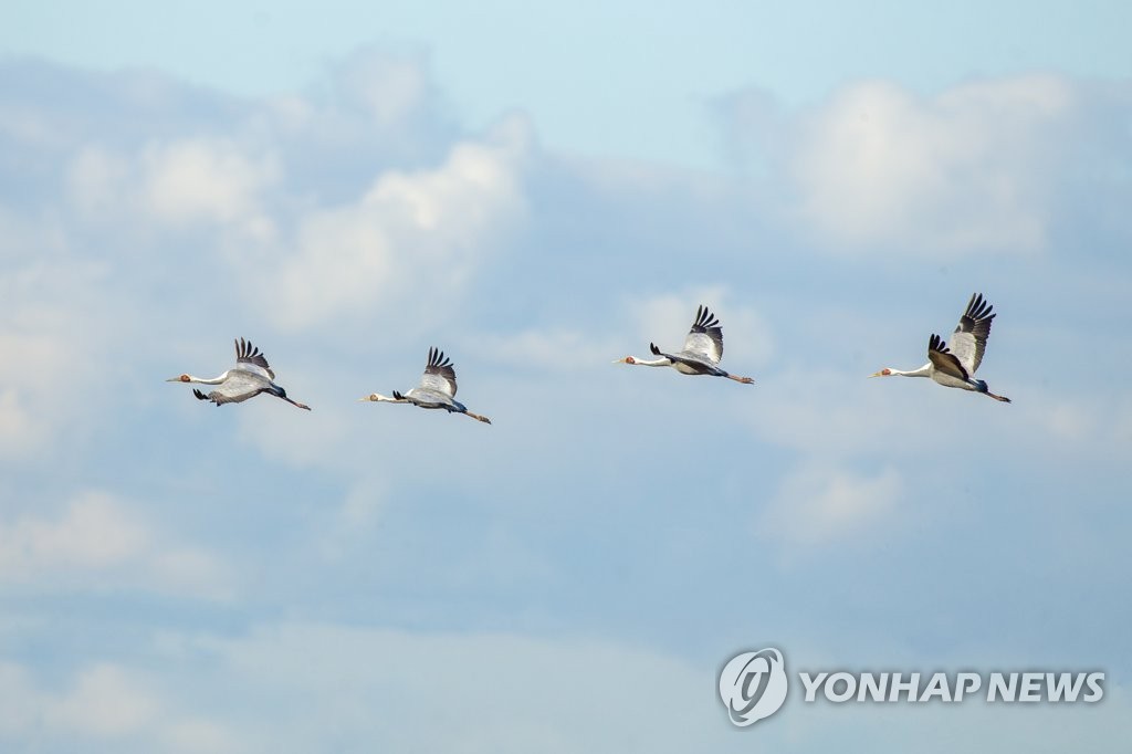 '올해도 반가워' 철원 민통선 마을 찾은 겨울진객 재두루미