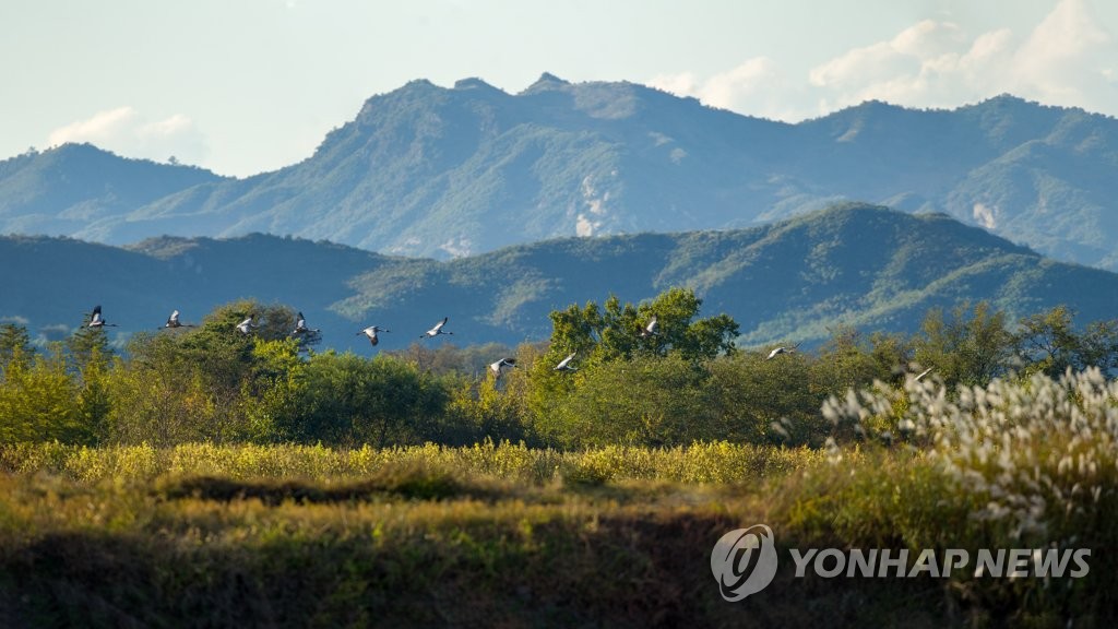 '올해도 반가워' 철원 민통선 마을 찾은 겨울진객 재두루미