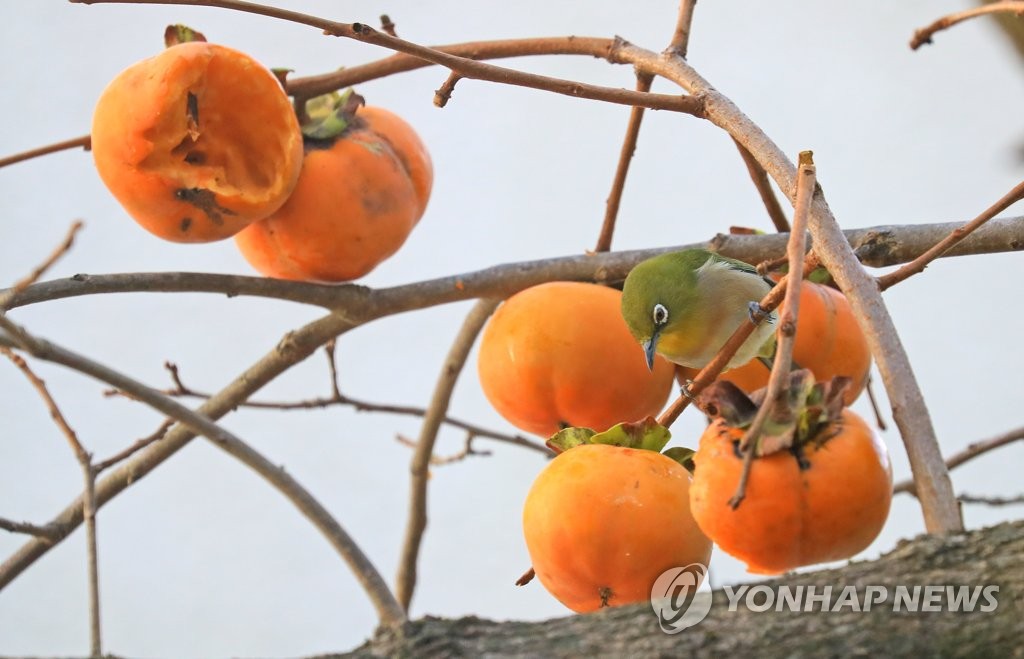 제주 가끔 구름 많음…낮 최고 23∼25도