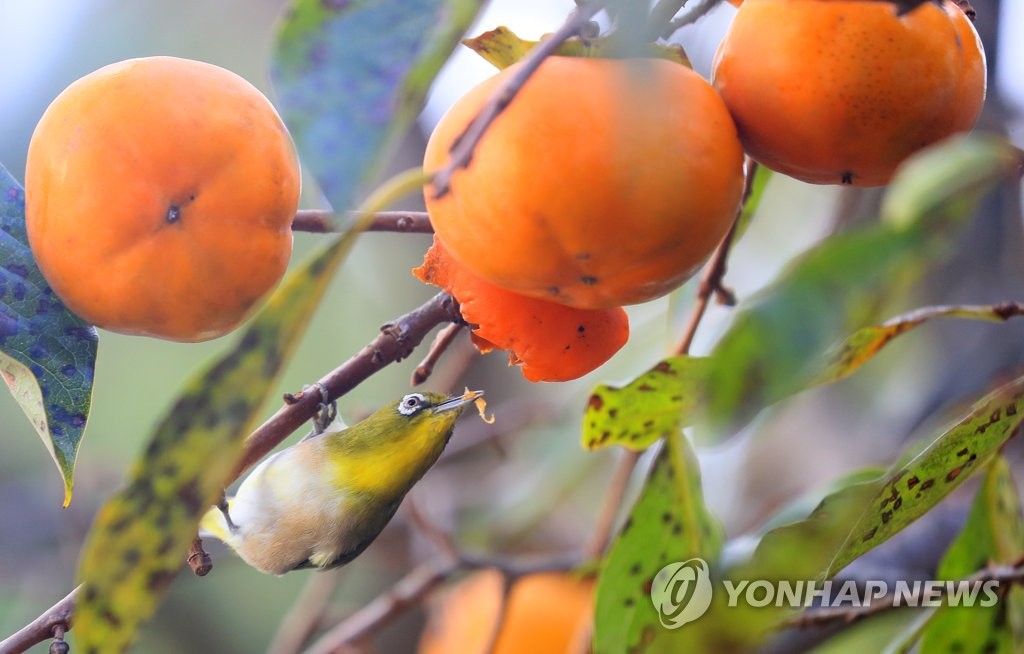 제주 구름 많음…낮 최고 22∼24도