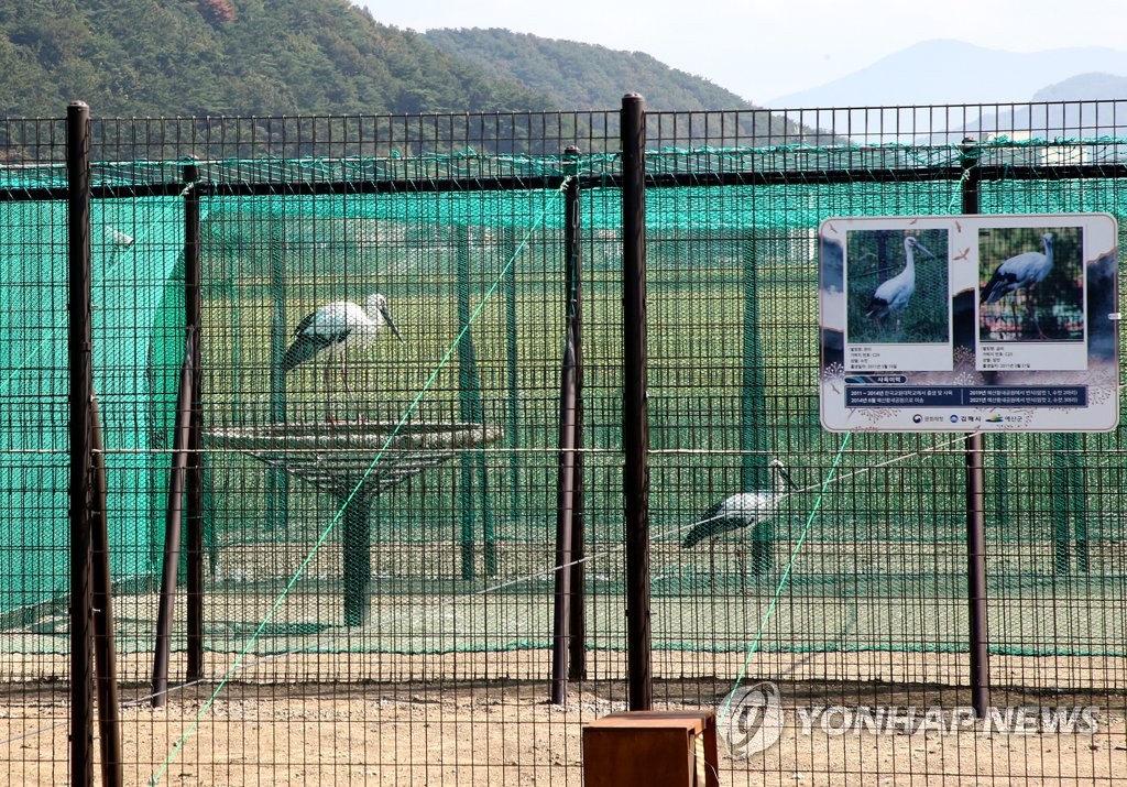 황새 부부 모시고 온 김해시, 조류 인플루엔자에 초긴장