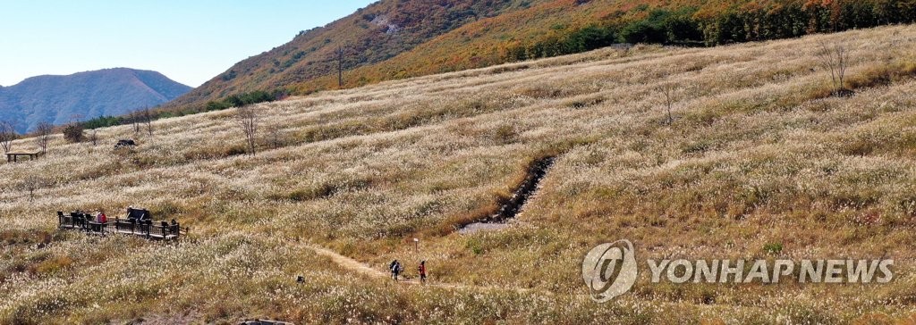 [픽! 밀양] 절정의 가을을 느낀다…재약산 사자평 억새