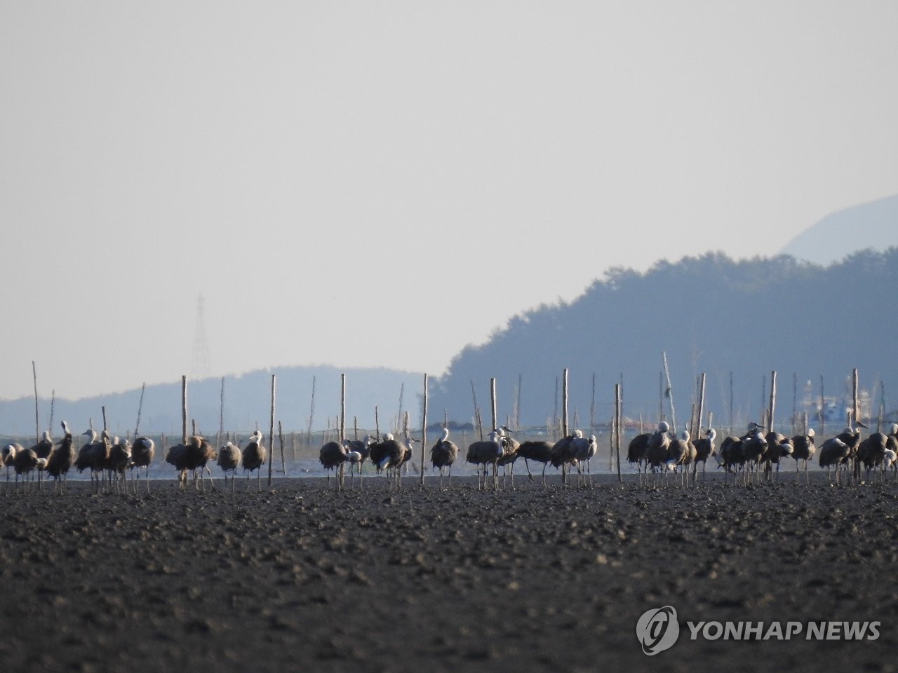 순천만서 겨울철새 흑두루미 601마리 첫 관찰