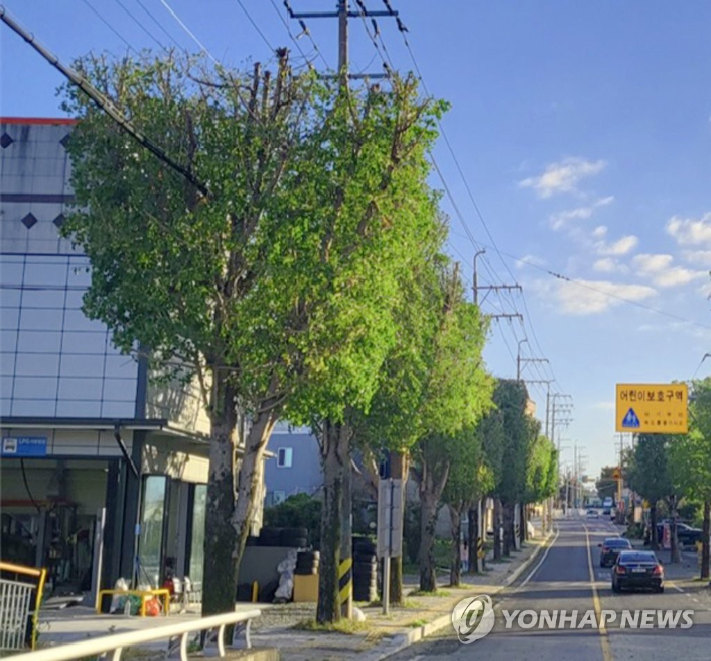 울주군 삼남·언양에 '네모 은행나무 가로수길' 조성 눈길