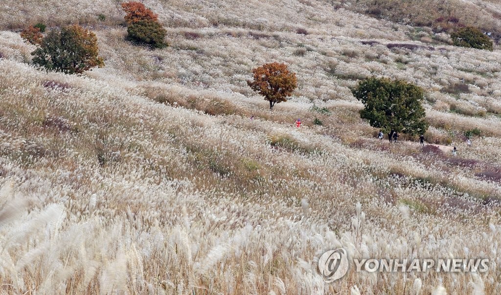 [픽! 경남] 은빛 억새가 춤춘다…합천·산청 경계 황매산 장관