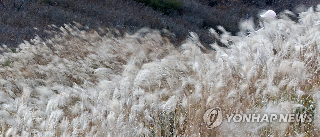 [픽! 경남] 은빛 억새가 춤춘다…합천·산청 경계 황매산 장관