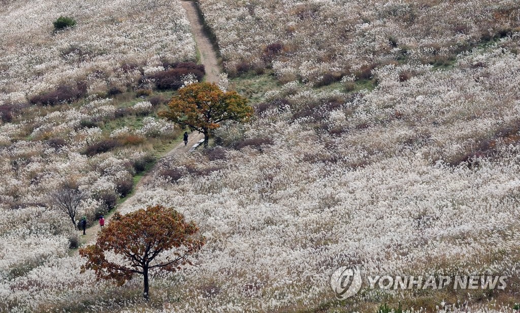 [픽! 경남] 은빛 억새가 춤춘다…합천·산청 경계 황매산 장관