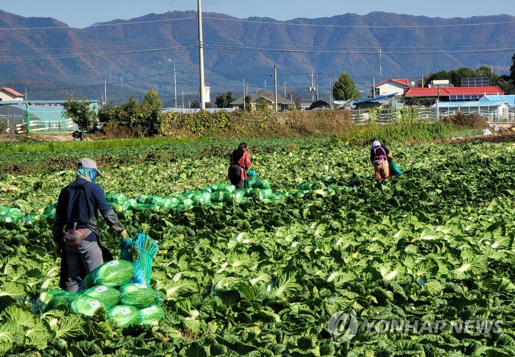 '금배추'에 가을배추 재배면적 4.6% 늘어…가을무는 7.1%↑