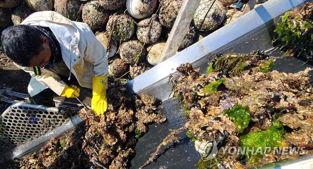 "찬 바람 불 때부터 제철"…통통한 남해안 생굴 출하