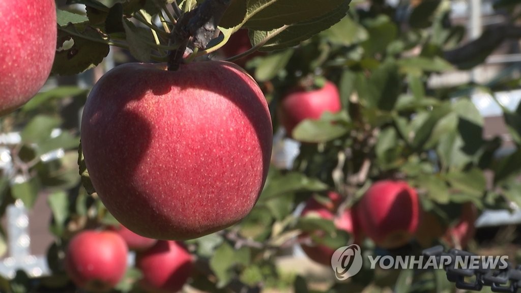 "아삭아삭 맛 좋은" 예산황토사과축제 28∼30일 열려