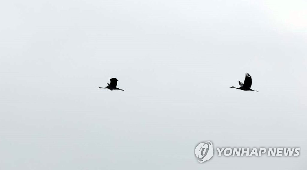 [픽! 세종] 장남들 찾은 진객 흑두루미