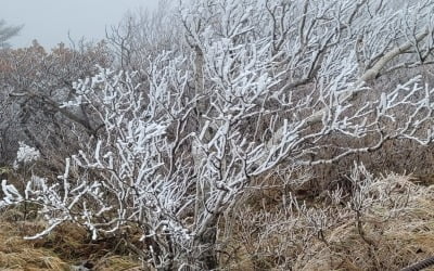 "벌써 겨울?" 설악산에 첫눈 내렸다…지난해보다 9일 빨라