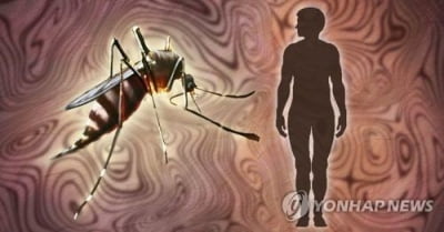 '가을 모기 조심'…강원서 일본뇌염 바이러스 검출