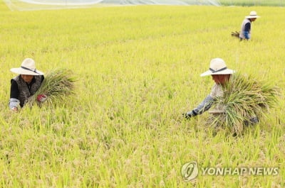 대표 경기미 '이천쌀' 수매가 5천원 인하…타 시군에 영향 주목(종합)