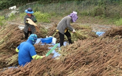 전국 흐리고 강원 영동·경북 동해안 비…미세먼지 '좋음'