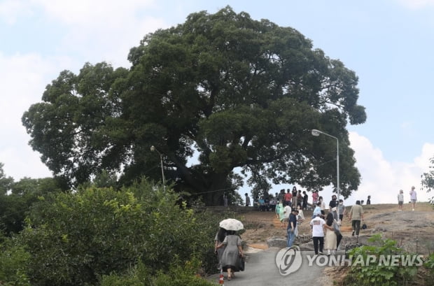 천연기념물 된 '우영우 팽나무'…배우 정규수, 명예 이장 위촉