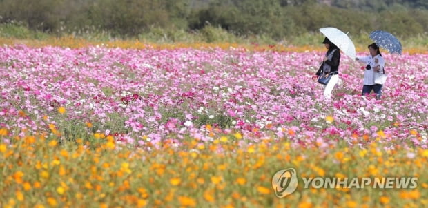 이번 주말 가을 나들이 적기…다음주 초 급격히 추워져