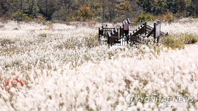 [픽! 밀양] 절정의 가을을 느낀다…재약산 사자평 억새