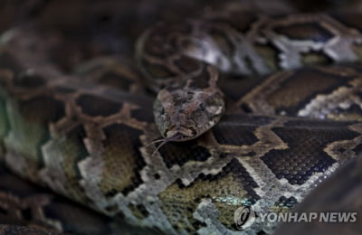 인도네시아 실종 여성, 7ｍ 비단뱀 뱃속서 발견…통째로 삼켰다