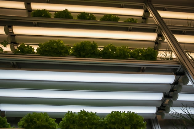 디에스이, 국제 농기계·자재 박람회서 식물생장 LED 전시