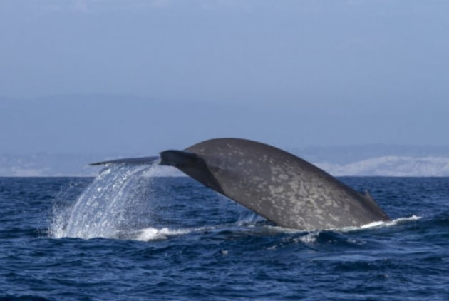 2014년 미국 캘리포니아주 남부 해안에서 포착된 대왕고래. /사진=연합뉴스 
