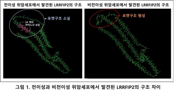 길로연구소·메드팩토, 위암세포의 간 전이 조절 단백질 발견