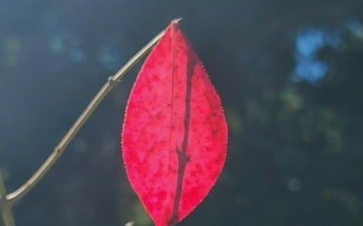 가을 입술, 유은정