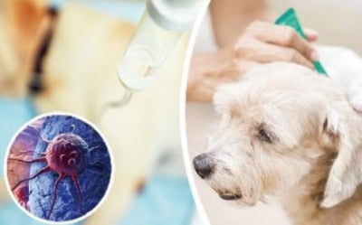 '천만원대' 반려동물 암치료비, 획기적으로 낮춘다…세계 첫 상용화