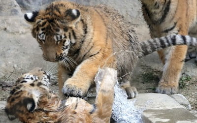 [포토] 서울대공원, '호랑이해' 태어난 삼둥이 첫 공개