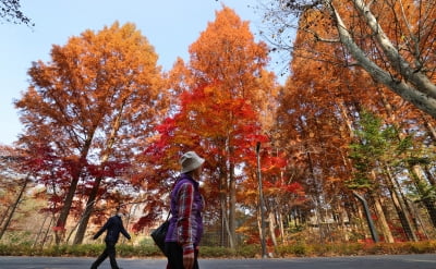 [포토] 서울대공원에서 즐기는 가을 단풍