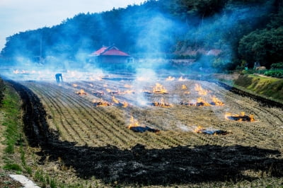 산림청, 산림인접지역도 논·밭두렁 태우기 소각 슬롯사이트 네임드카지노 금지