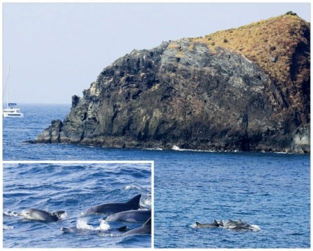 [포토] 제주 나타난 남방큰돌고래