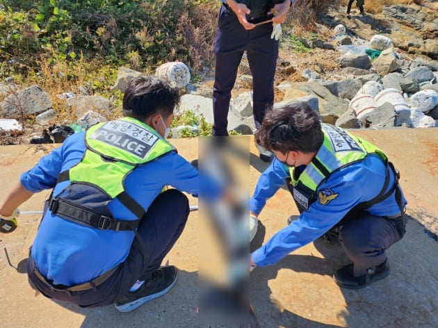 전남 고흥 해안서 '상괭이 사체'…올해만 38구 발견