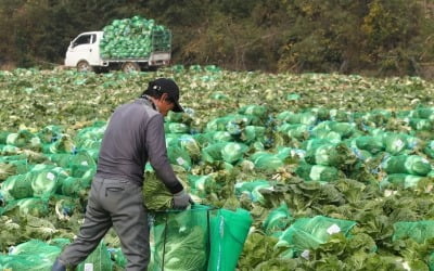 이상고온에 배추·무 출하량 늘어…김장 물가 하락