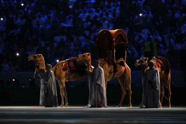 카타르 월드컵 점쟁이 동물 떴다…'개최국 패배' 맞춘 낙타