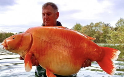 20년 전 호수에 풀어놨는데…30kg 넘는 초대형 금붕어 됐다