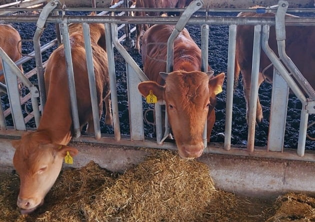 한 축산농가에서 소들이 사료를 먹고 있다. 한경DB