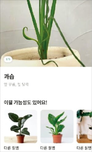 "136조 반려식물 시장, 비대면 관리로 공략"