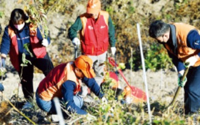 SK이노, 산불 피해지역에 나무 4000그루