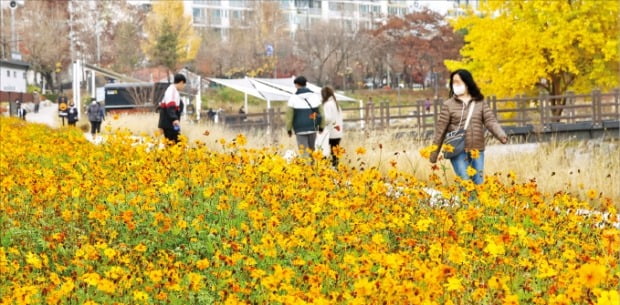 21일 서울 중계동 당현천에 백일홍이 활짝 피어 있다. 최근 예년보다 평균 약 7도 높은 이상 고온 현상이 이어지자 6~10월에 피는 백일홍이 11월 말까지 꽃을 피우고 있다. 김범준 기자 