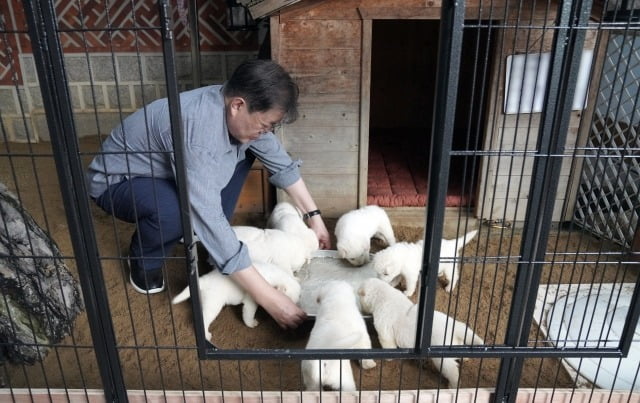 문재인 전 대통령과 북한에서 온 풍산개들 / 사진=청와대