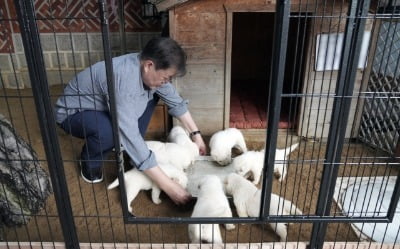 "이게 웬 개판이냐"…정치권 집어삼킨 '文 풍산개' 진실공방