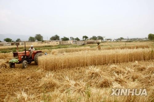 '경제난' 파키스탄 정부, 러시아산 밀 수입…민간수입 금지 후속