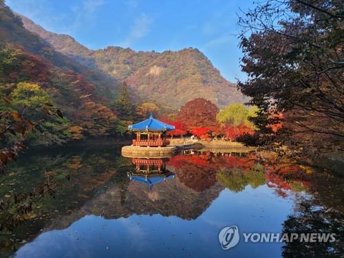 정읍시 "내장산 단풍, 이번 주말부터 12일까지 절정" 예상