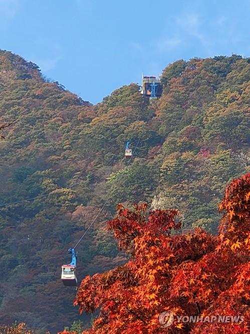 정읍시 "내장산 단풍, 이번 주말부터 12일까지 절정" 예상