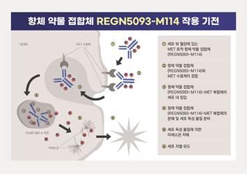 "EGFR 표적치료제 내성 폐암에서 항체약물접합체 효과 확인"